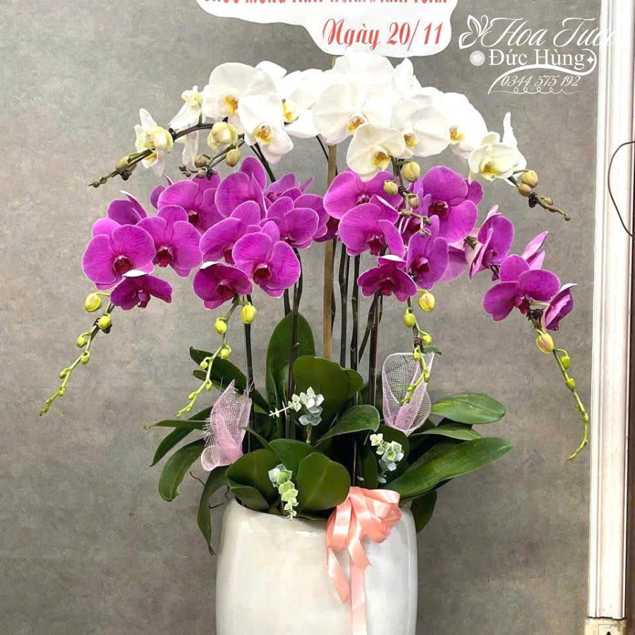 Chậu Lan Hồ Điệp 8 Cành